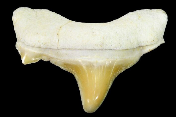 Pathological Shark (Otodus) Tooth - Morocco #108279